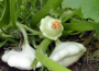 EARLY WHITE BUSH SCALLOP SQUASH SEEDS