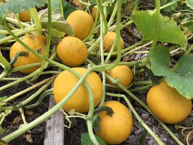 SPAGHETTI SQUASH SEEDS