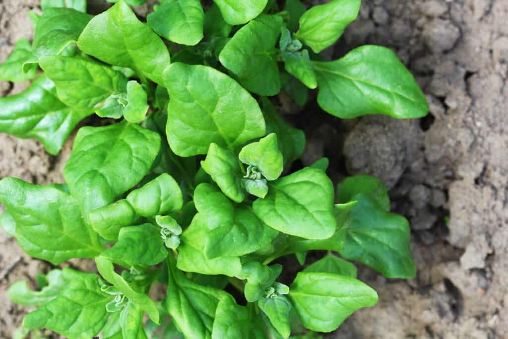 NEW ZEALAND SPINACH SEEDS