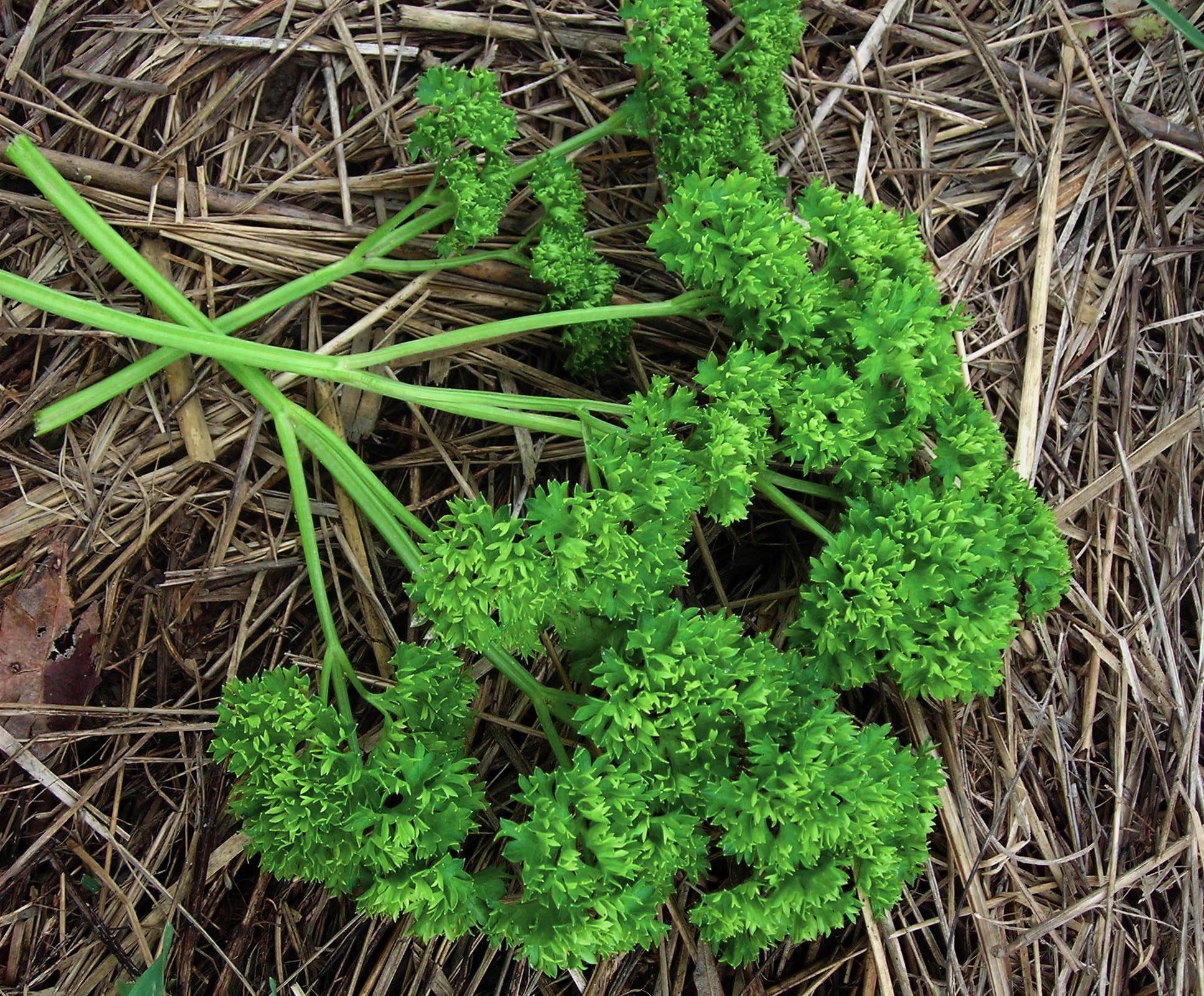 MOSS CURLED PARSLEY SEEDS