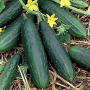 TENDERGREEN BURPLESS CUCUMBER SEEDS