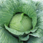 LATE FLAT DUTCH CABBAGE SEEDS