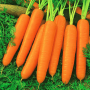 SCARLET NANTES CORELESS CARROT SEEDS