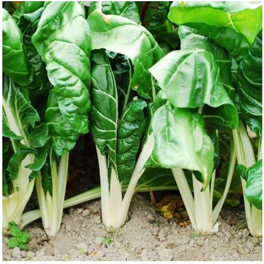 FORDHOOK GIANT CHARD SEED