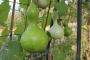 BIRDHOUSE GOURD SEEDS