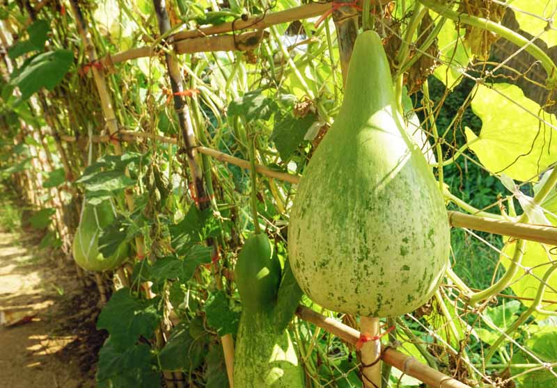 LARGE GOURD SEEDS