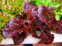 SALAD BOWL RED LETTUCE SEEDS