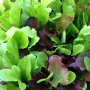 MIXED LEAF LETTUCE SEEDS