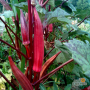 RED BURGUNDY OKRA SEEDS