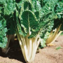 LUCULLUS SWISS CHARD SEEDS