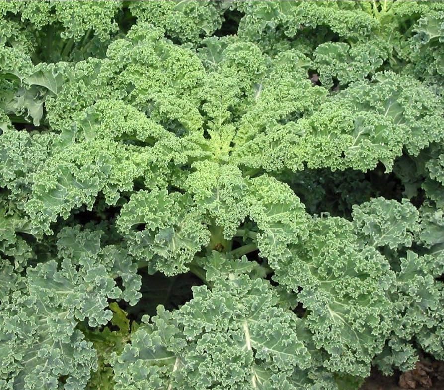 DWARF SIBERIAN KALE SEEDS