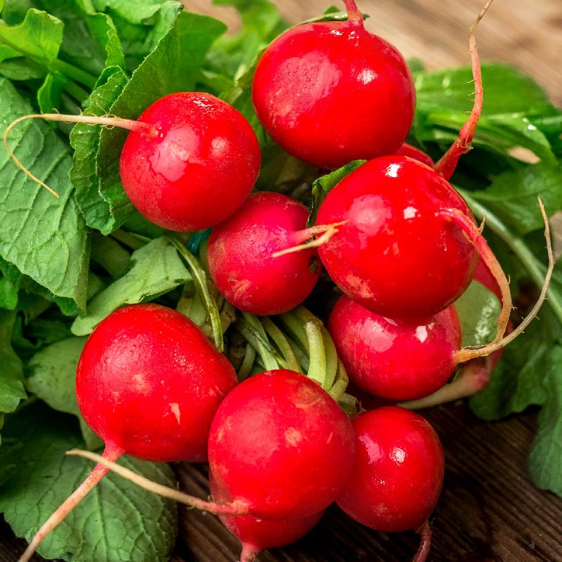 CHAMPION RADISH SEEDS