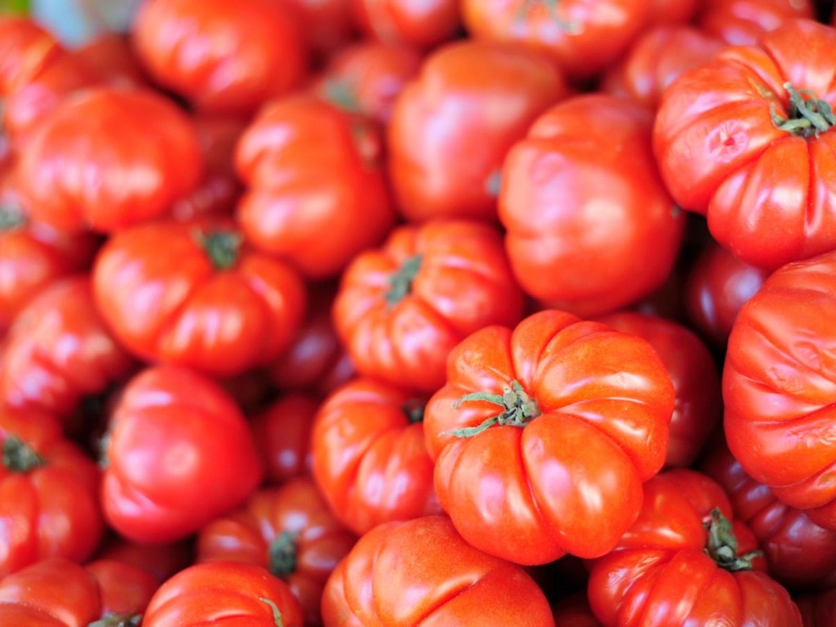 BEEFSTEAK TOMATO SEEDS