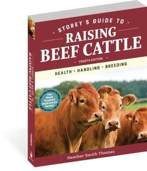 RAISING BEEF CATTLE