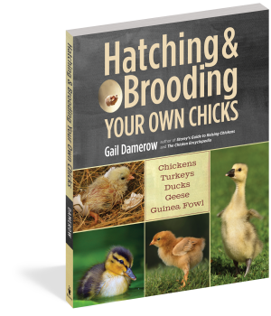 HATCHING BROODING YOUR