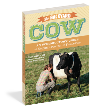 BACKYARD COW