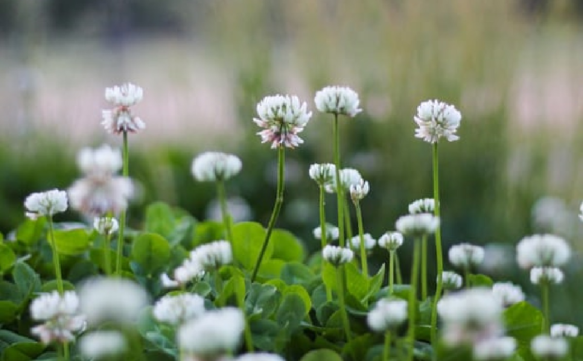 Weed Killers