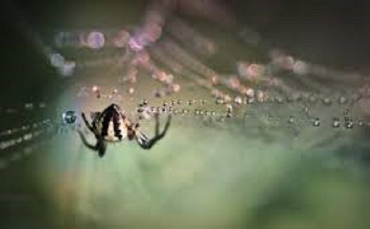 Sprays, Granules & Foggers