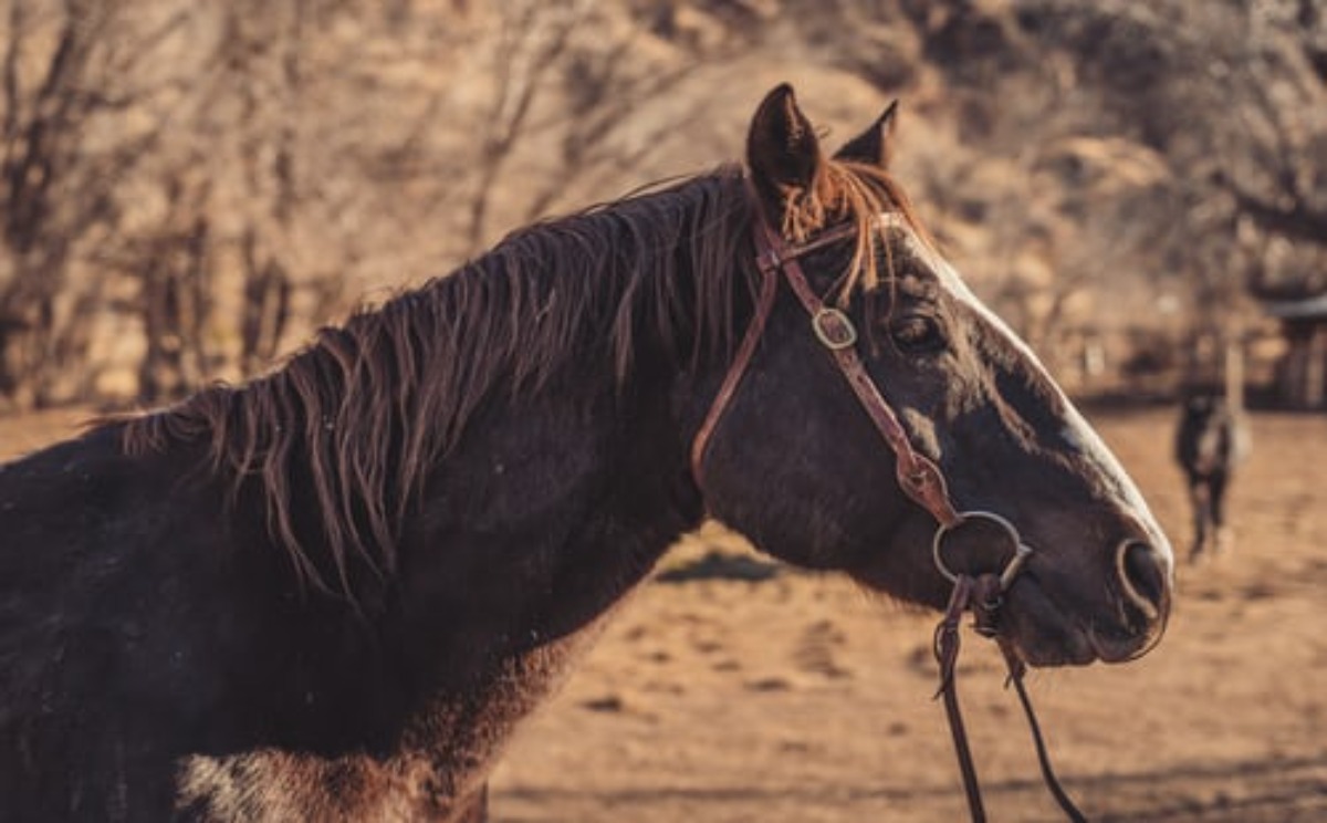 Bridles & Headstalls