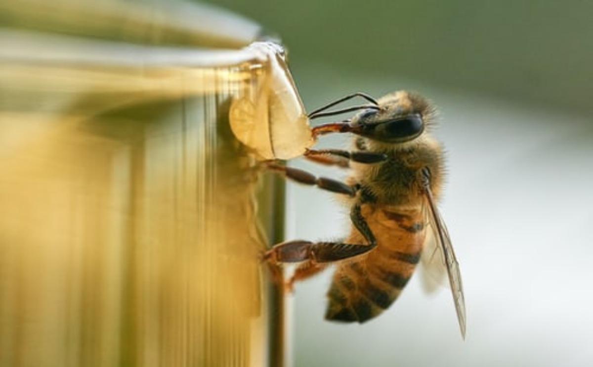 Feeders & Supplements