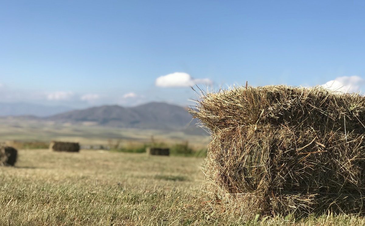 Hay Bags & Hay Racks