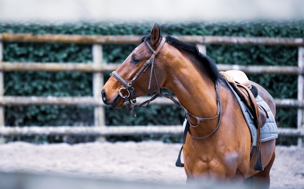 Saddle Pads & Blankets
