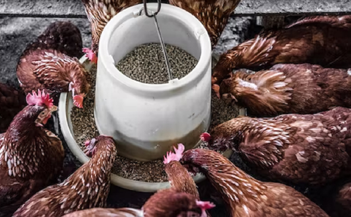 Poultry Feeders