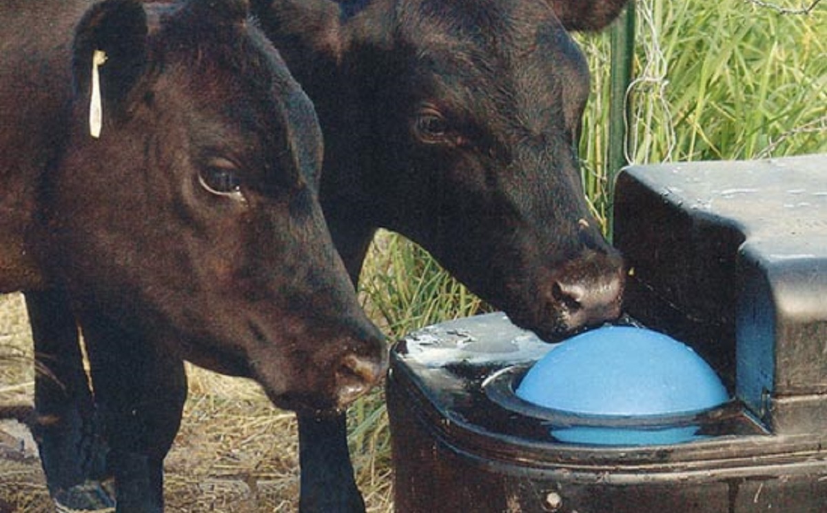 Automatic Waterers