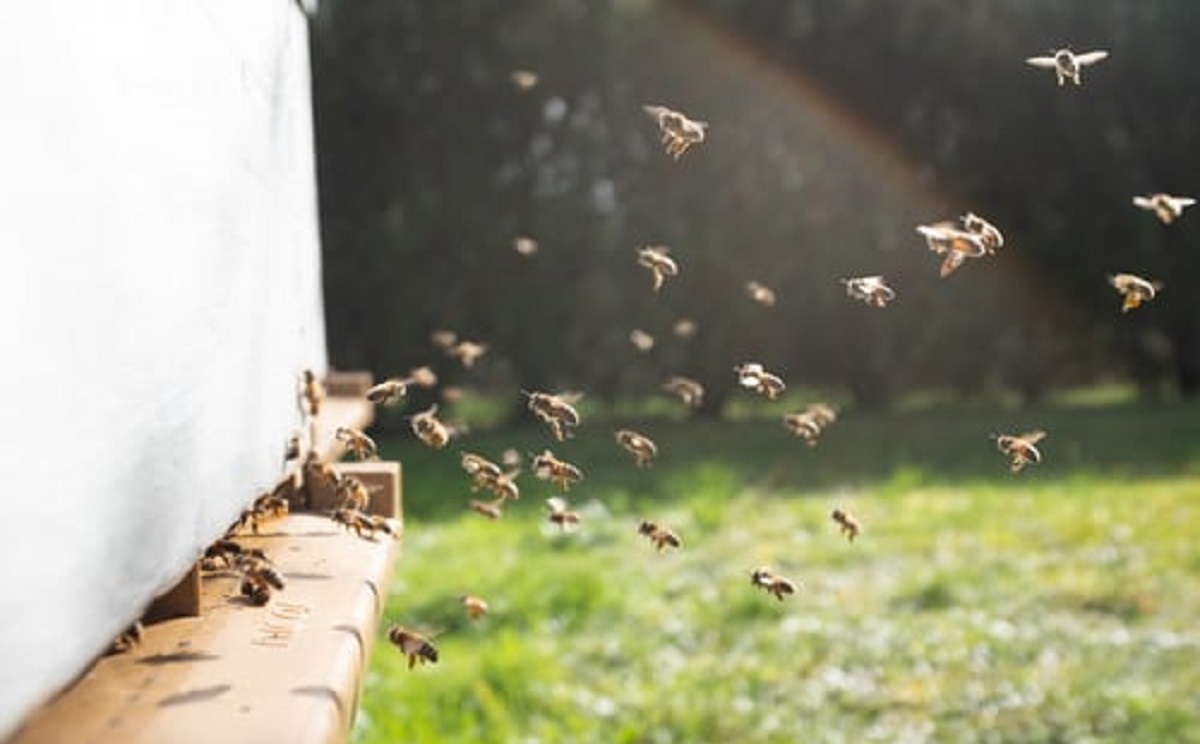 Beekeeping