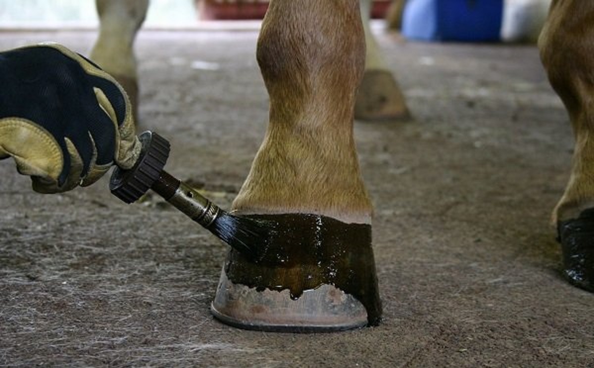 Hoof Dressing & Supplements