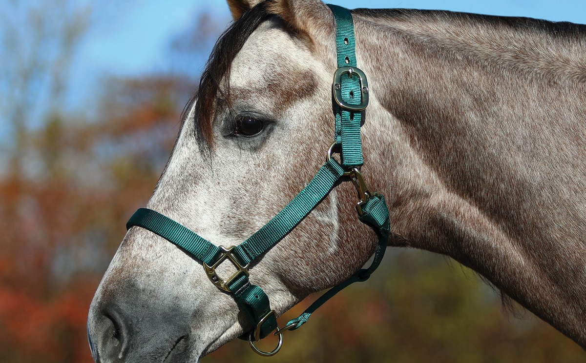 Halters