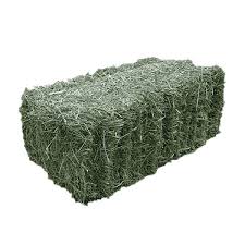 ALFALFA HAY (SQUARE BALE)