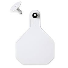 Y-TEX EAR TAG WHITE BLANK